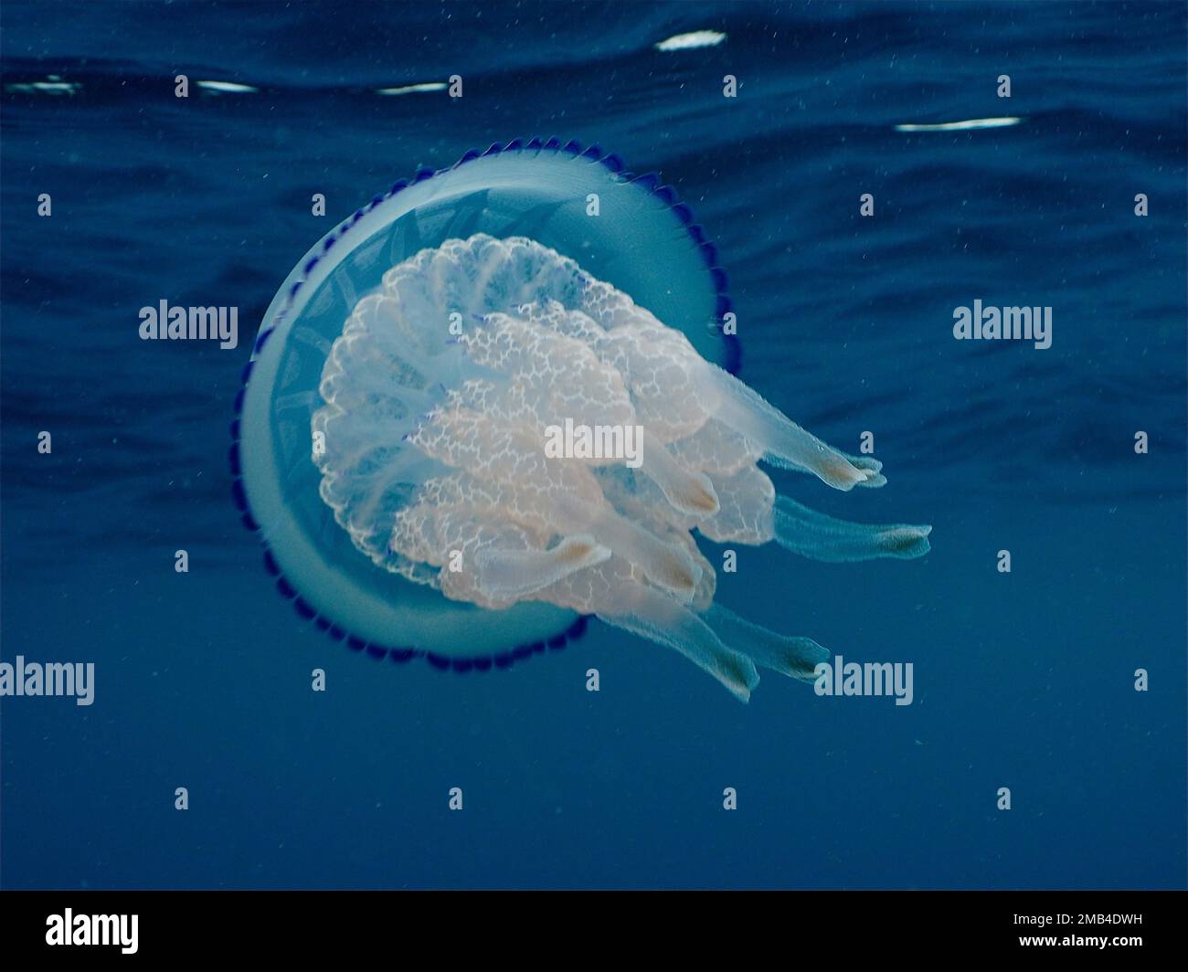 Barrel Jellyfish Rhizostoma Pulmo Dive Site Marine Reserve Cap De 