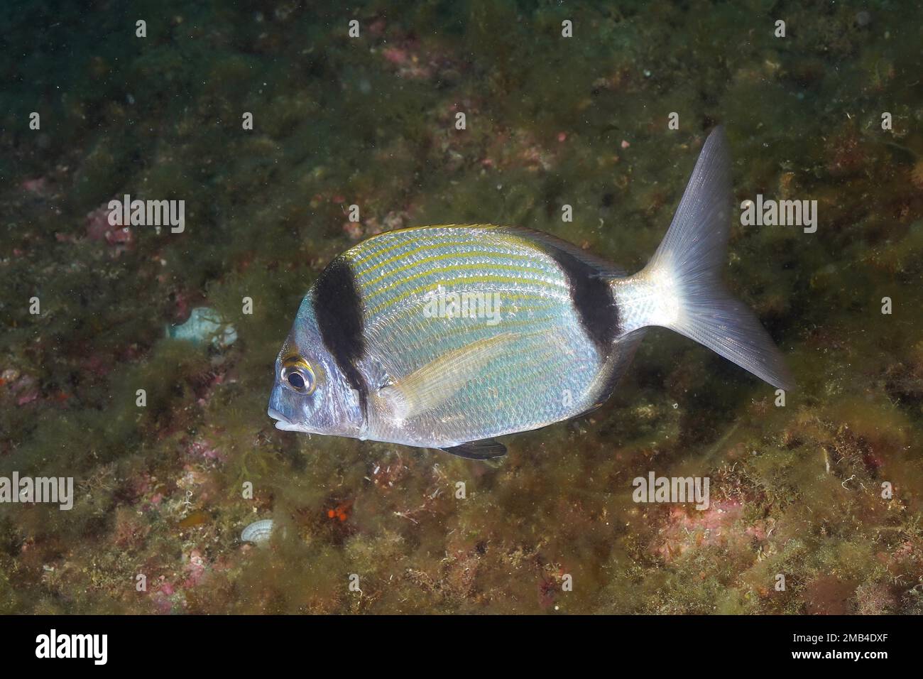 Common Two Banded Sea Bream Hi res Stock Photography And Images Alamy
