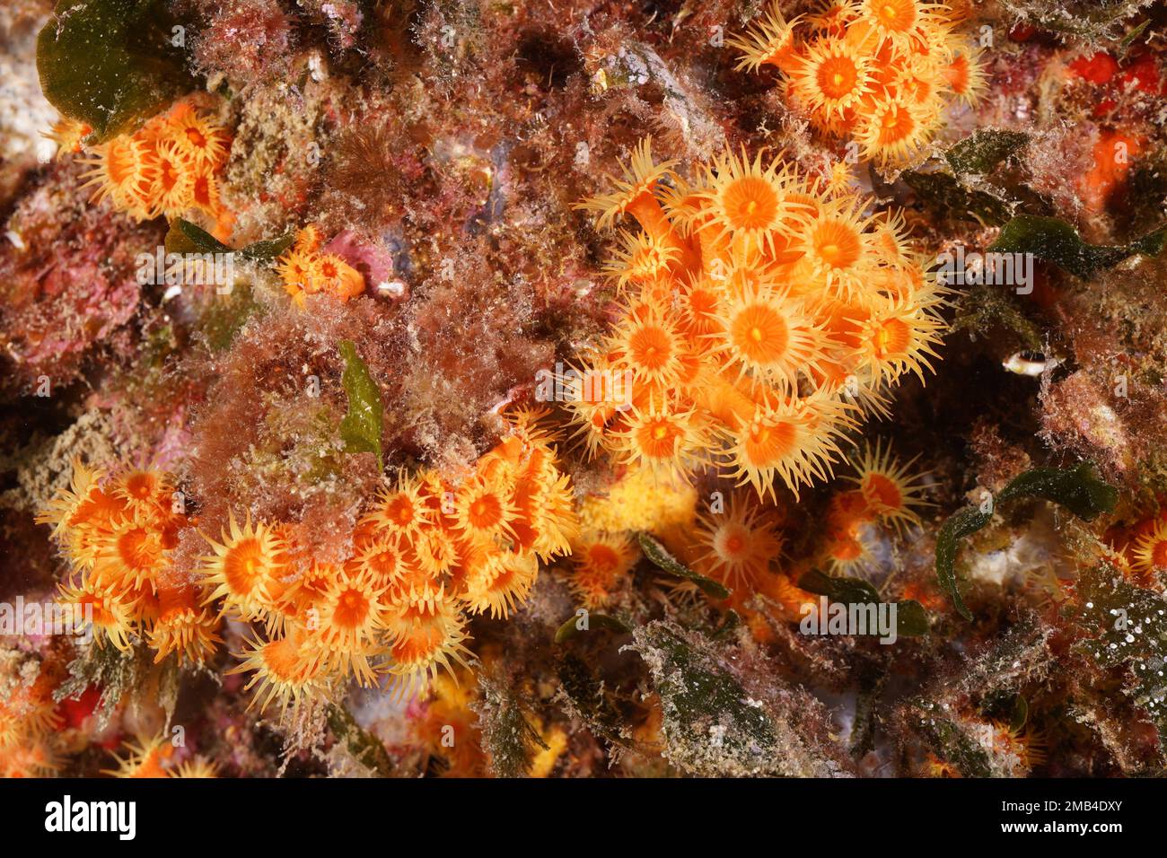 Yellow cluster anemone (Parazoanthus axinellae) . Dive site Marine Reserve Cap de Creus, Rosas, Costa Brava, Spain, Mediterranean Sea Stock Photo