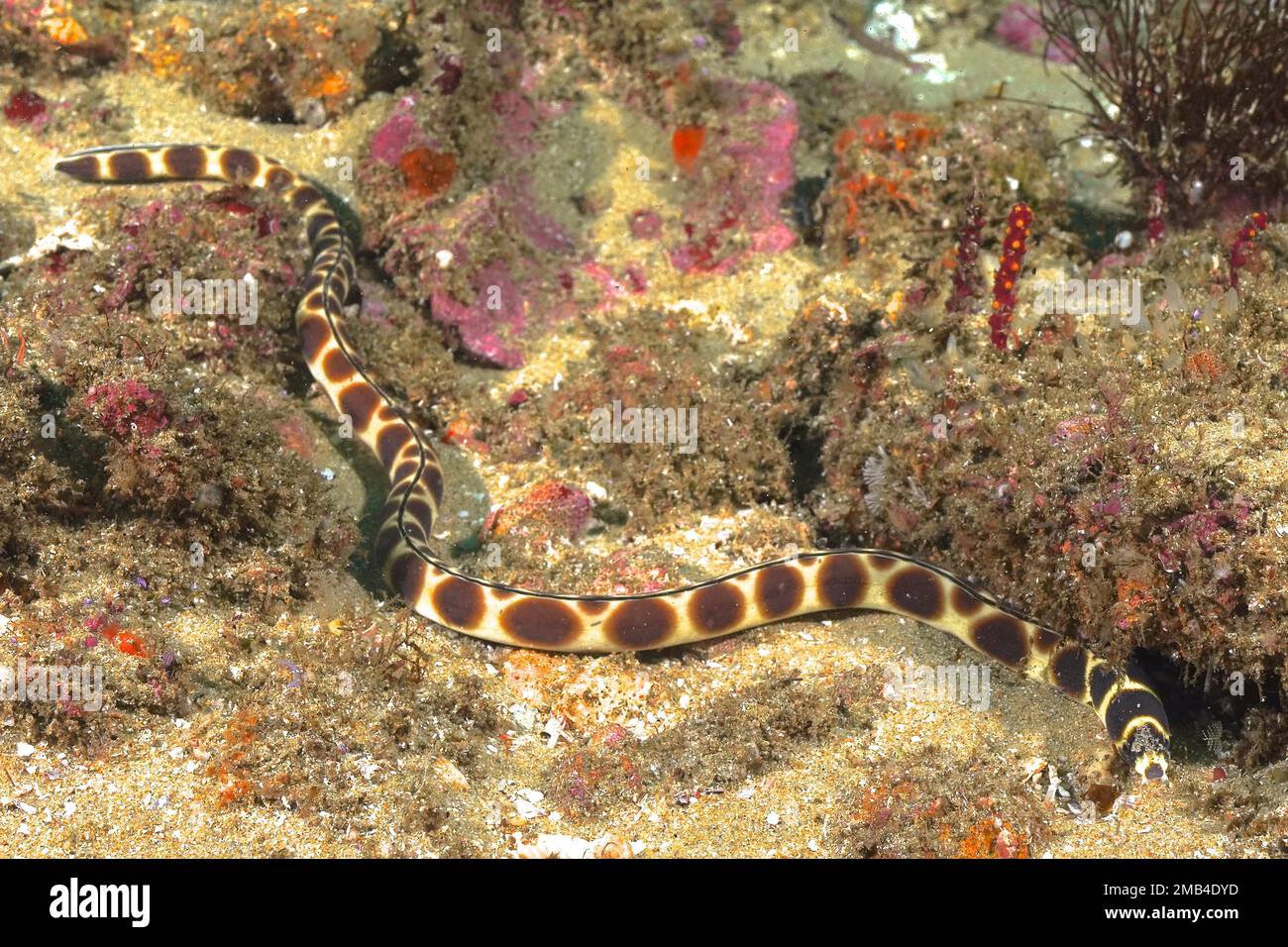 Spotted snake eel (Myrichthys maculosus), snake eel. Aliwal Shoal Dive Site, Umkomaas, KwaZulu Natal, South Africa Stock Photo