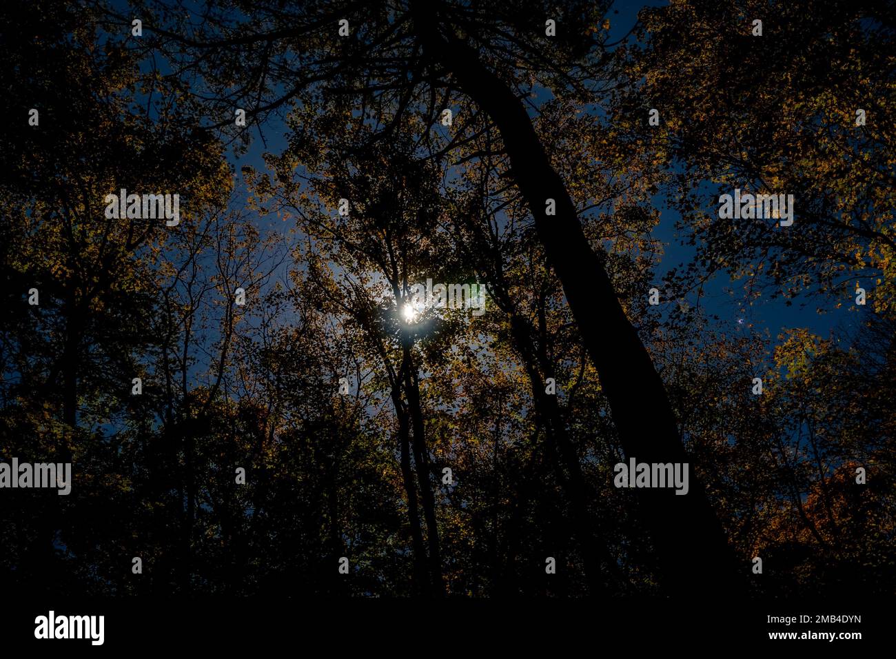 A low angle shot of trees covered in yellowing leaves under the ...
