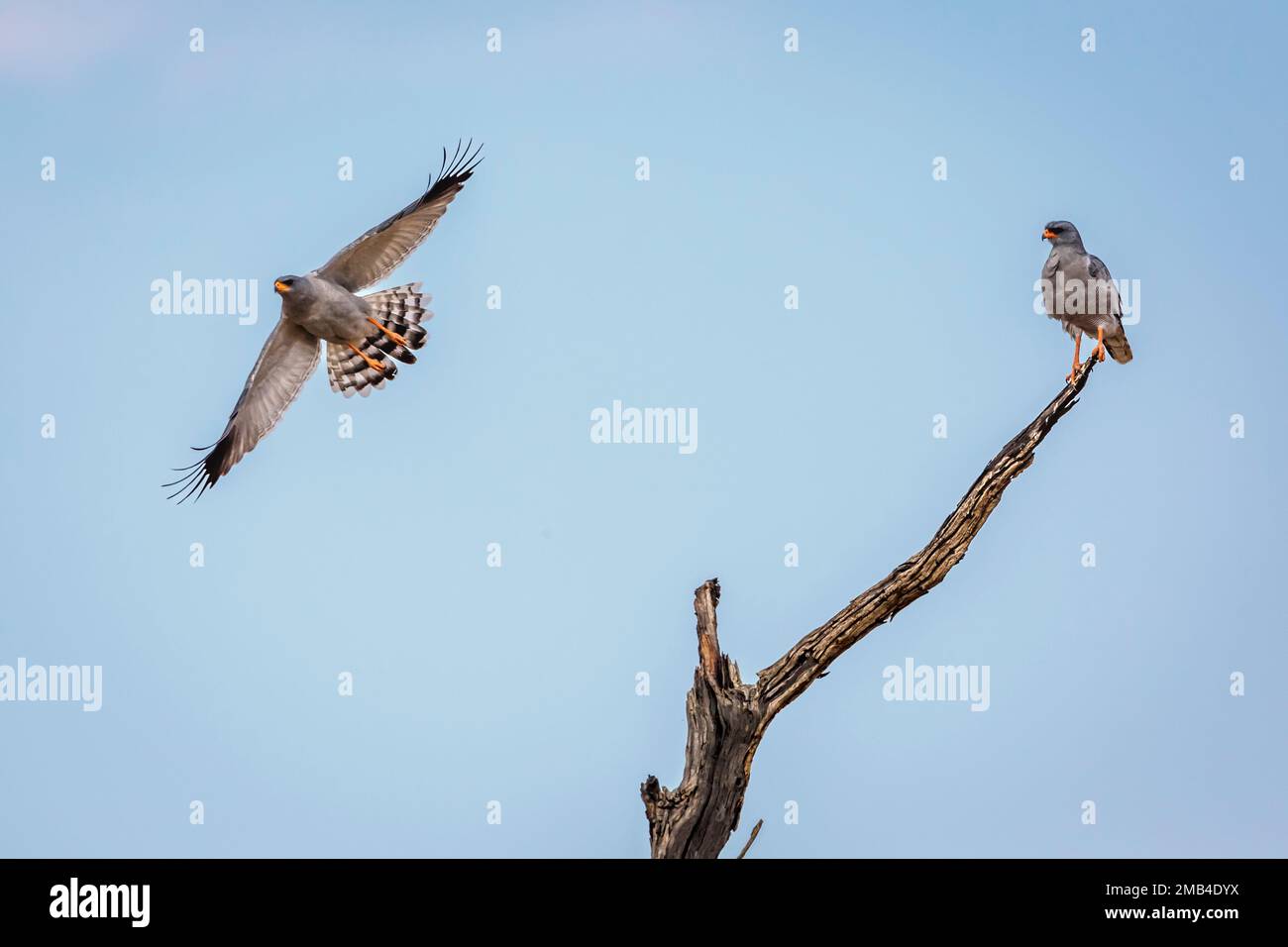 Pale Chanting-Goshawk couple isolated in blue sky in Kgalagadi transfrontier park, South Africa; specie Melierax canorus family of Accipitridae Stock Photo