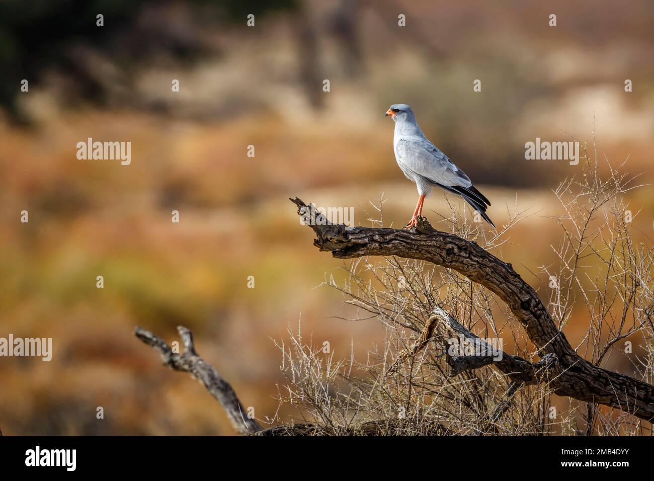 Pale Chanting-Goshawk standing on a stump in Kgalagadi transfrontier park, South Africa; specie Melierax canorus family of Accipitridae Stock Photo