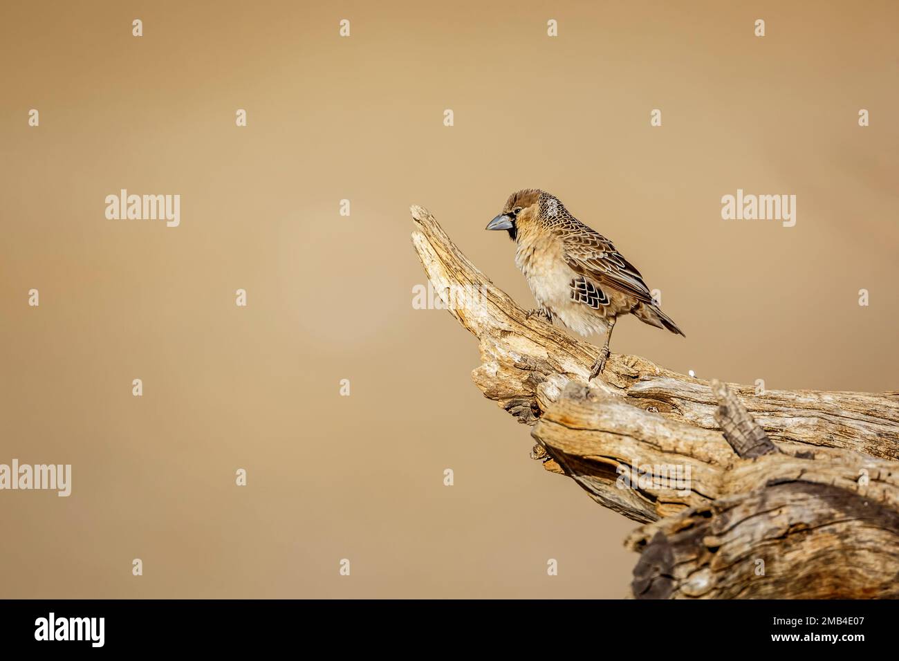 Sociable Weaver standing on a log isolated in natural background in Kgalagadi transfrontier park, South Africa; specie Philetairus socius family of Pl Stock Photo