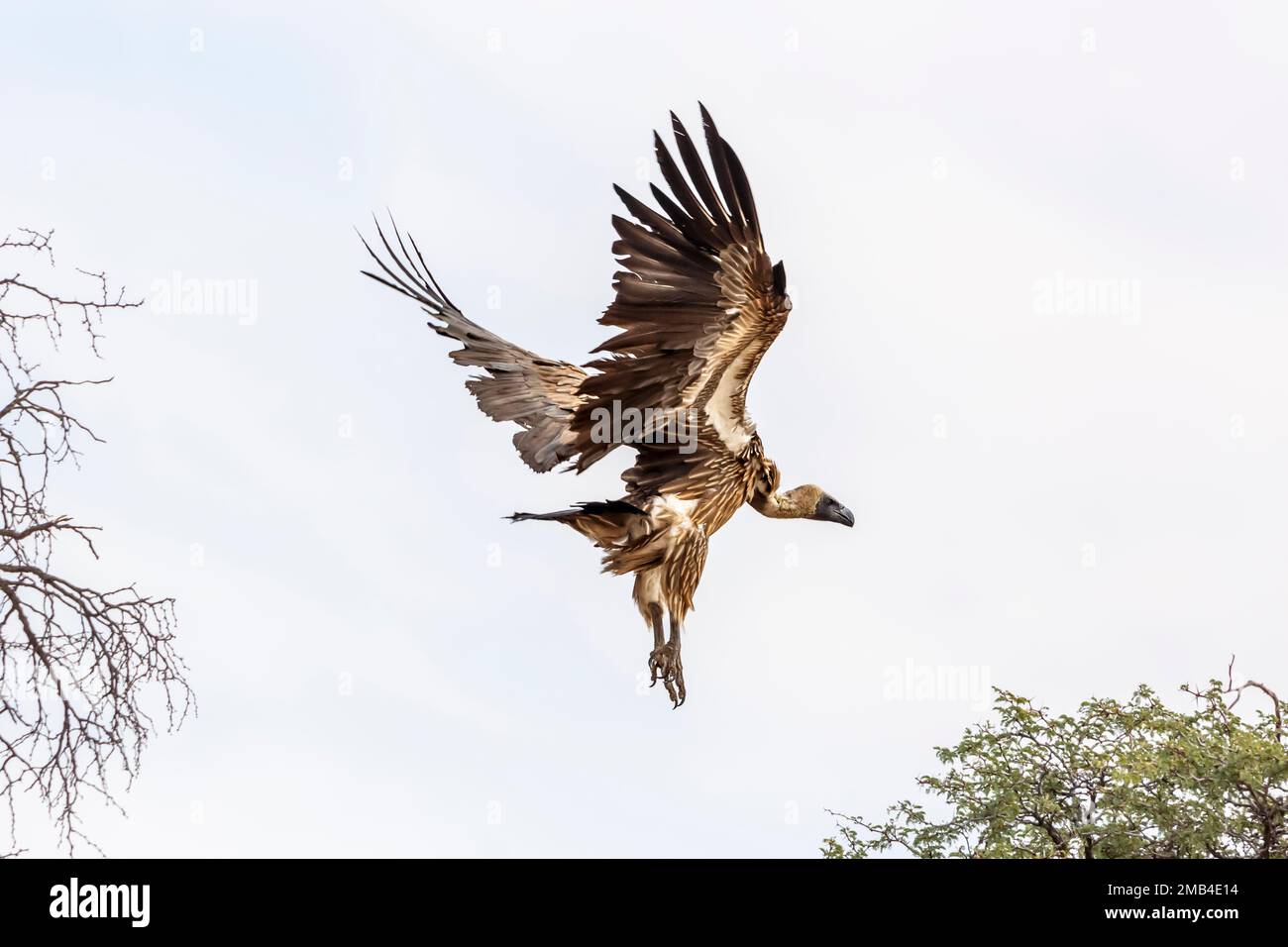 White backed Vulture flying isolated in white background in Kgalagadi transfrontier park, South Africa; Specie Gyps africanus family of Accipitridae Stock Photo