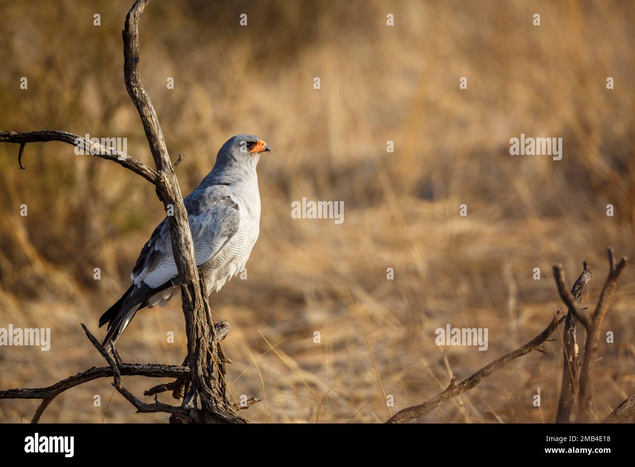 Pale Chanting-Goshawk standing on a branch in Kgalagadi transfrontier park, South Africa; specie Melierax canorus family of Accipitridae Stock Photo