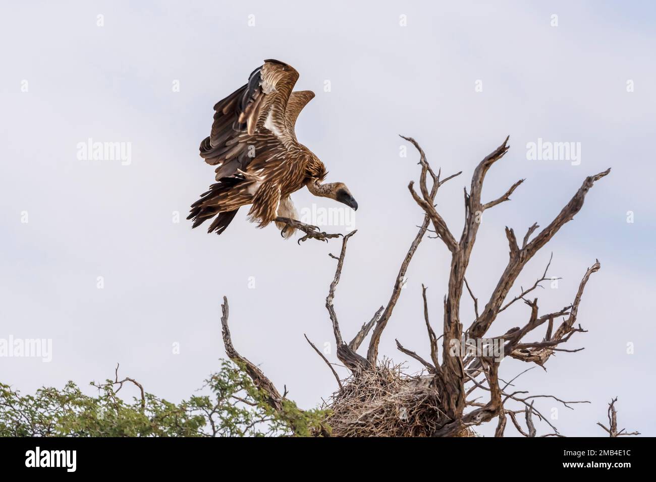 White backed Vulture landing to nest in Kgalagadi transfrontier park, South Africa; Specie Gyps africanus family of Accipitridae Stock Photo