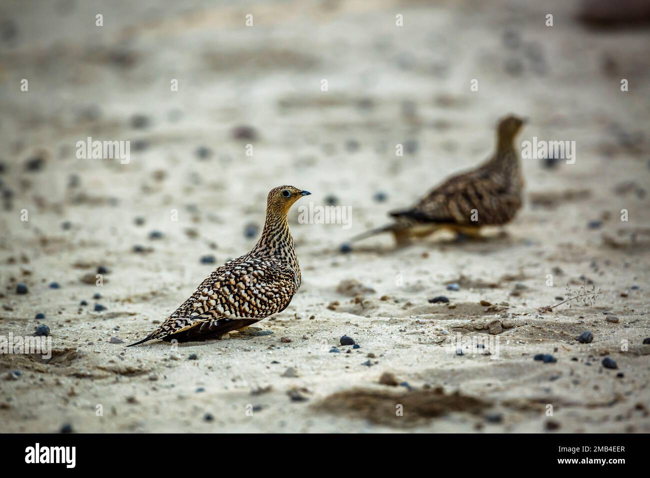 Two Namaqua sandgrouse femelle on the ground in Kgalagadi transfrontier park, South Africa; specie Pterocles namaqua family of Pteroclidae Stock Photo