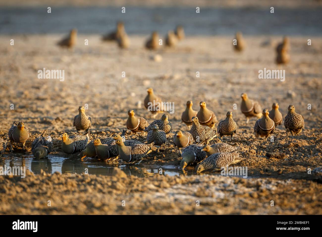 Namaqua sandgrouse flock drinking at waterhole in Kgalagadi transfrontier park, South Africa; specie Pterocles namaqua family of Pteroclidae Stock Photo
