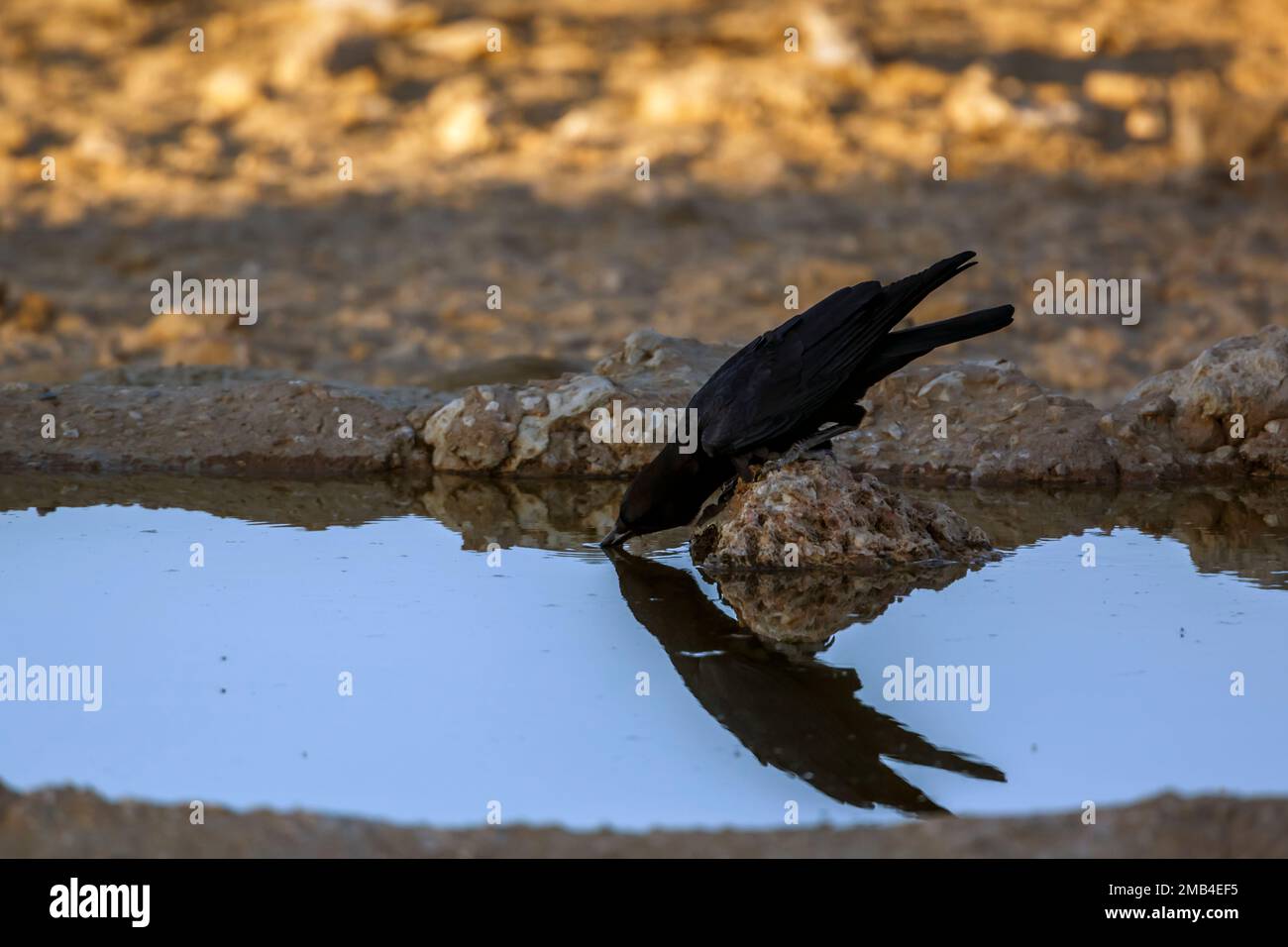 Cape Crow drinking at waterhole in Kgalagadi transfrontier park, South Africa; specie Corvus capensis family of Corvidae Stock Photo