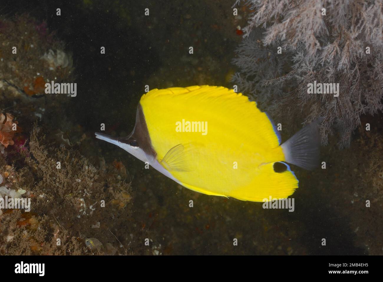 Yellow longnose butterflyfish (Forcipiger flavissimus) . Aliwal Shoal Dive Site, Umkomaas, KwaZulu Natal, South Africa Stock Photo