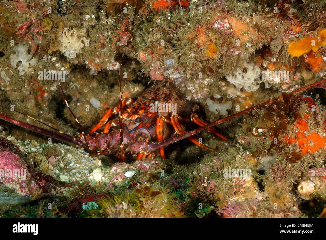 Comb crayfish (Panulirus homarus rubellus) . Aliwal Shoal Dive Site, Umkomaas, KwaZulu Natal, South Africa Stock Photo