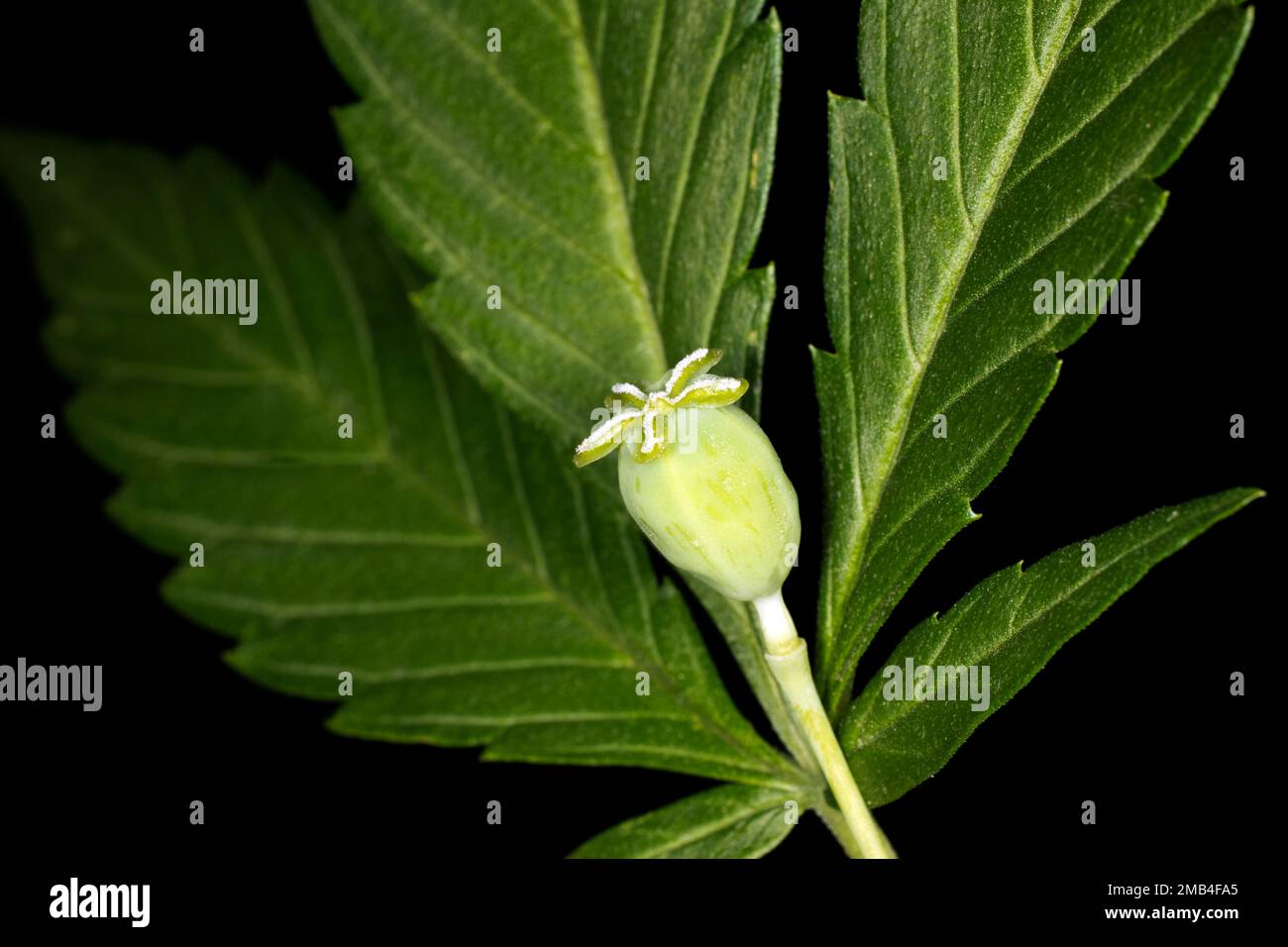 Symbolic image of hashish opium poppy (Papaver somniferum), young capsule of a white poppy, in the background a hemp leaf, Muehlviertel region, Upper Stock Photo