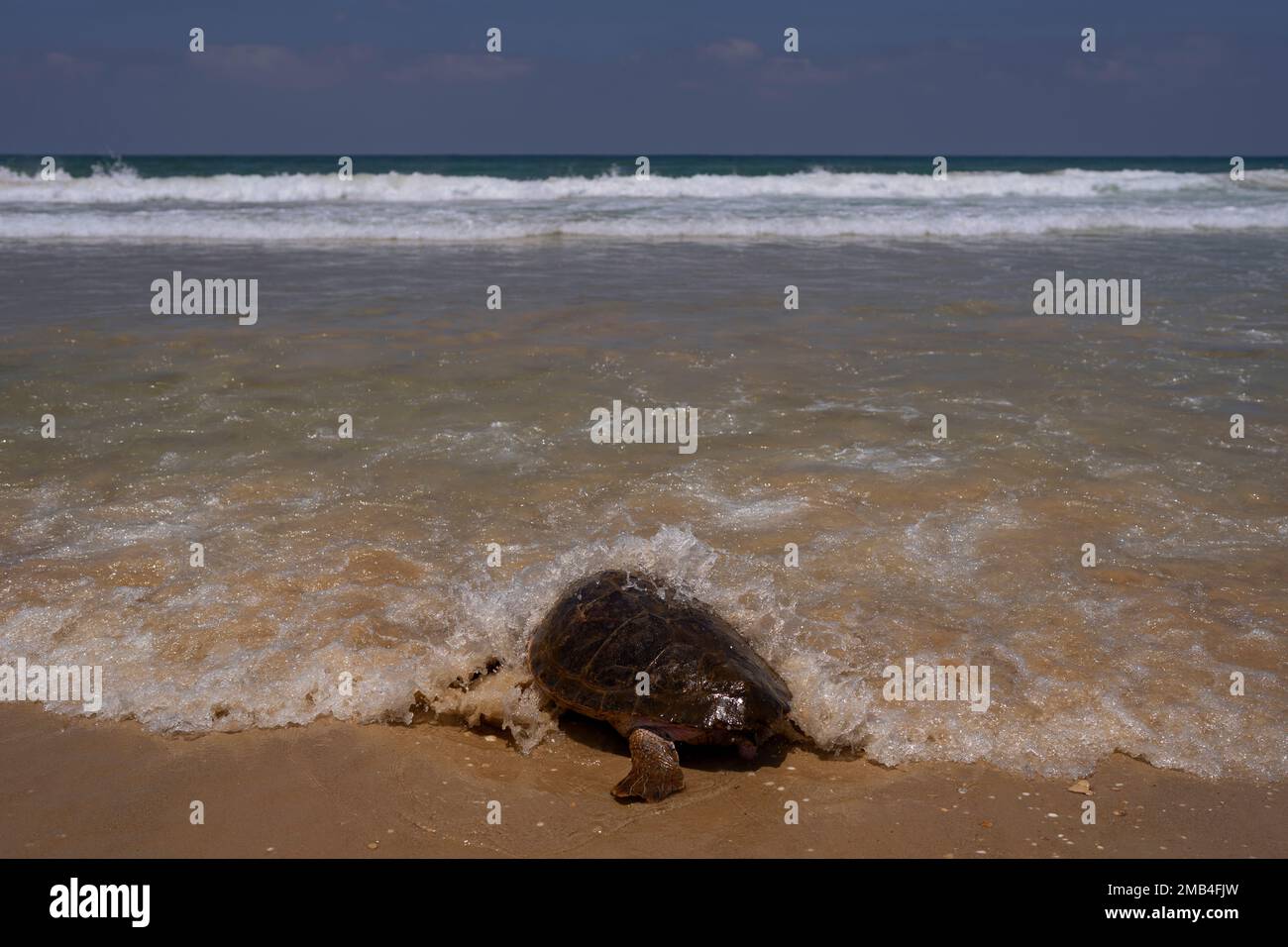 Explosive Turtle A brown sea turtle makes his way to the Mediterranean Sea after being ...