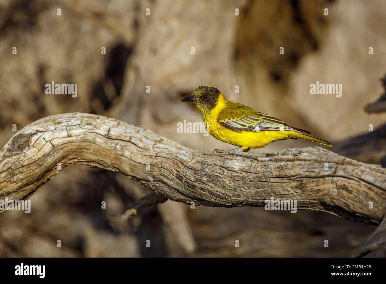 African Black headed Oriole standing on a log side view in Kgalagadi transfrontier park, South Africa; Specie Oriolus larvatus family of Oriolidae Stock Photo