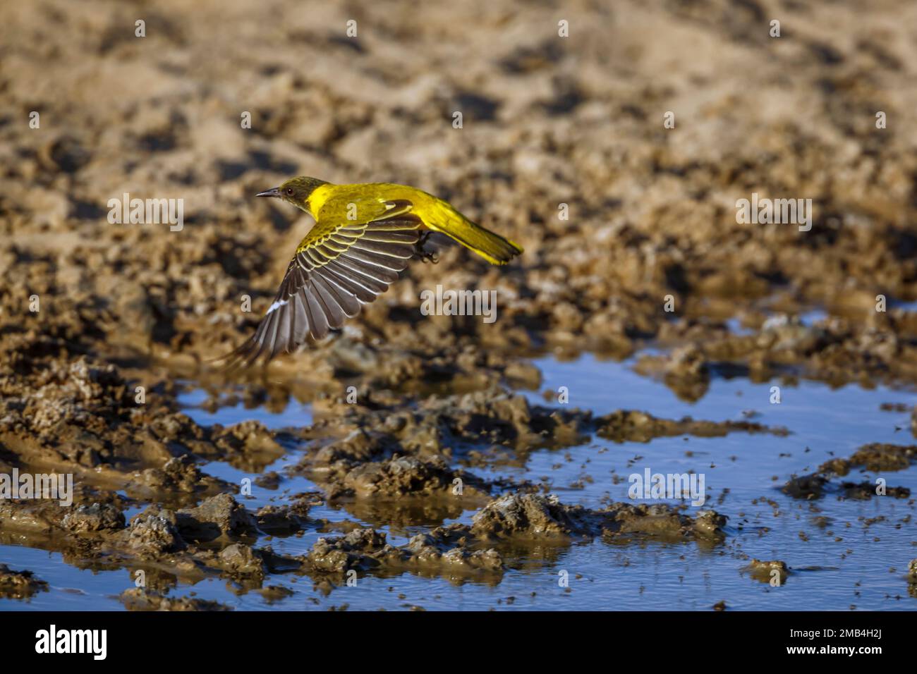 African Black headed Oriole flying over waterhole in Kgalagadi transfrontier park, South Africa; Specie Oriolus larvatus family of Oriolidae Stock Photo