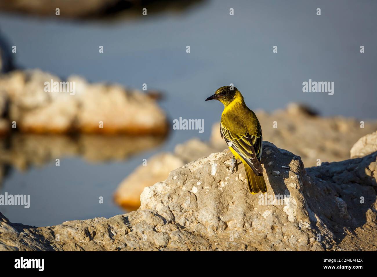 African Black headed Oriole standing on a rock rear view in Kgalagadi transfrontier park, South Africa; Specie Oriolus larvatus family of Oriolidae Stock Photo