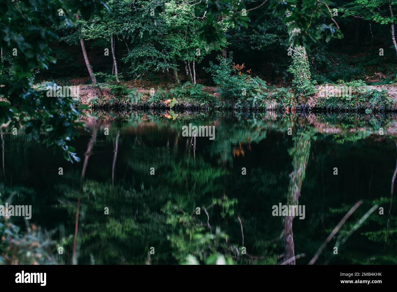 Trees reflected in the water of a lake Stock Photo - Alamy