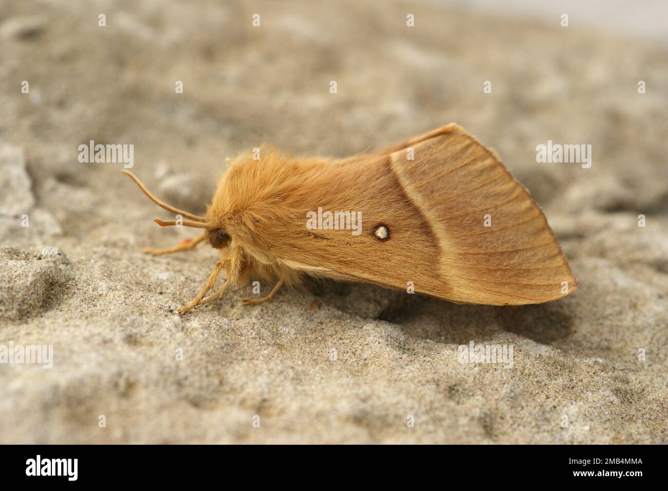 Detailed closeup on the light brown Oak Eggar moth, Lasiocampa quercus Stock Photo