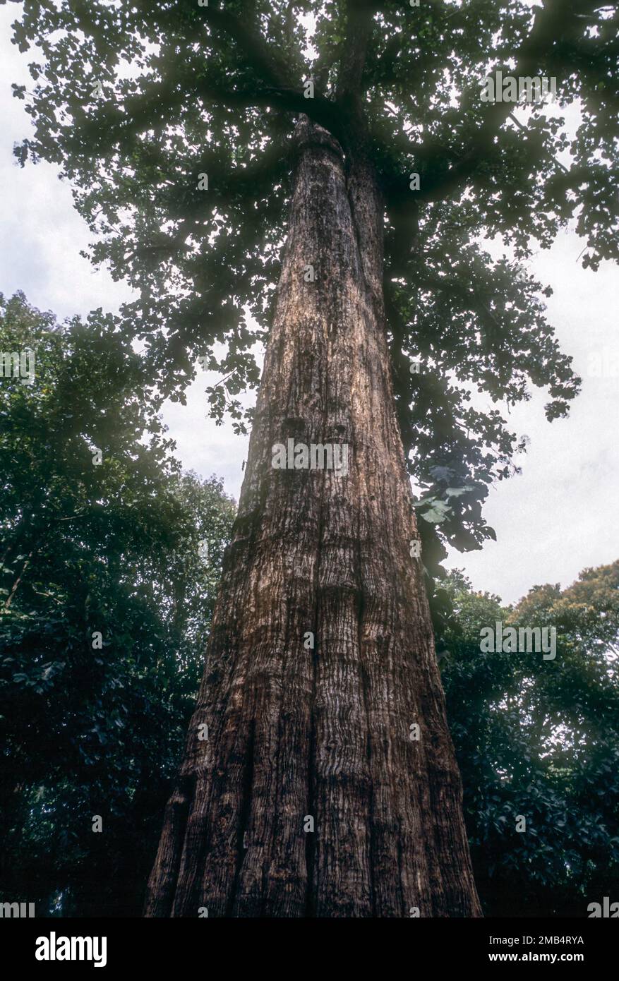 Five century old naturally grown, one of the world's largest living Trek tree (Tectona grandis) an amazing height of 39. 98 m and a girth of 7. 15 m Stock Photo