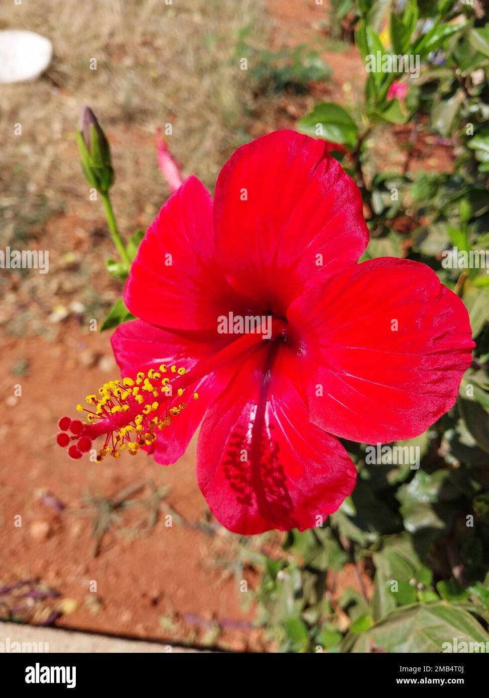 An image of a single red flower in the garden Stock Photo - Alamy