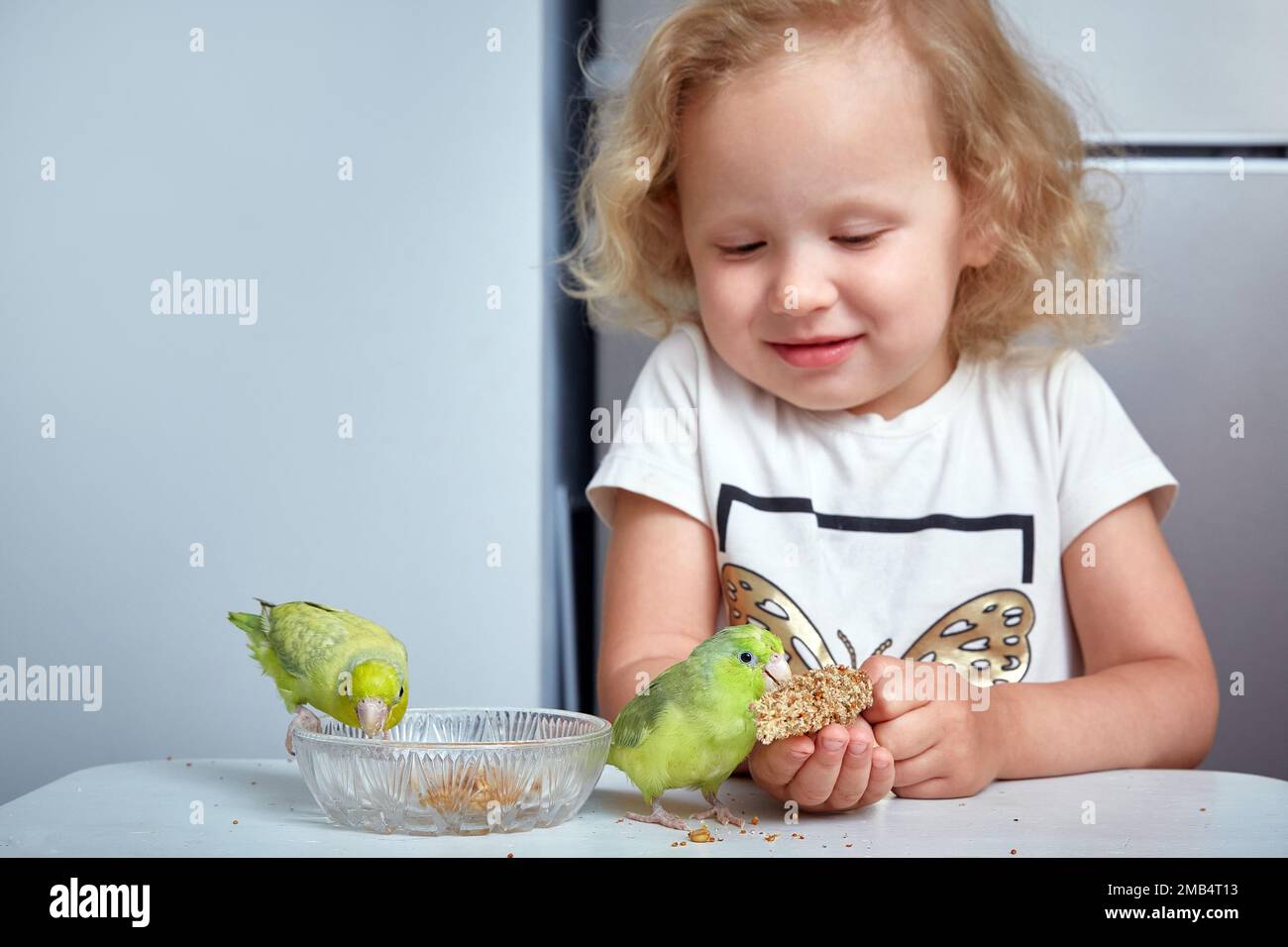 Cute girl feeds two forpus parrots. Exotic pets, cute Forpus parrot bird with millet spray feed, Forpus parrot is now famous tiny bird pet in Thailand Stock Photo