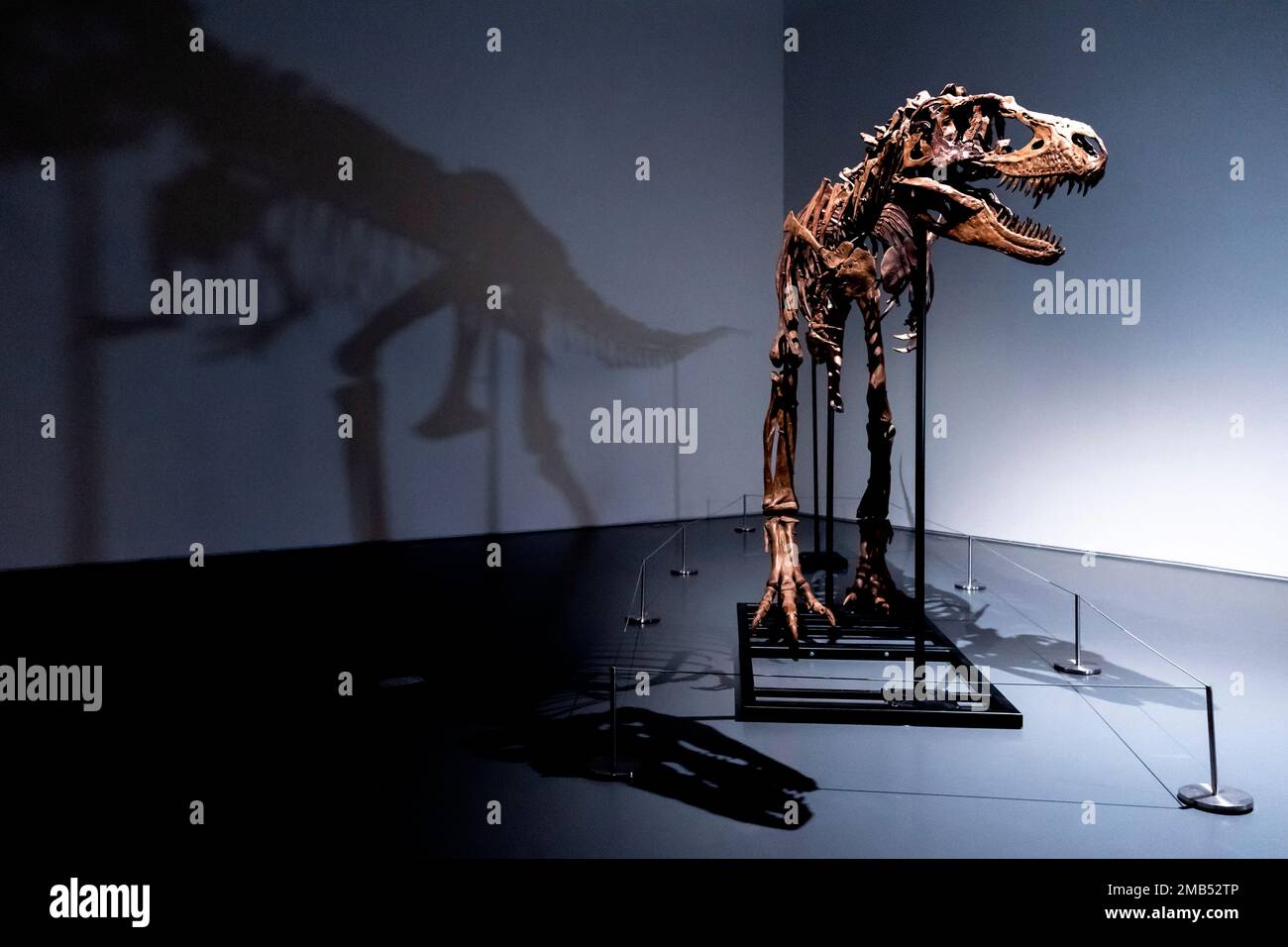 Gorgosaurus Gorgosaurus Wikipedia