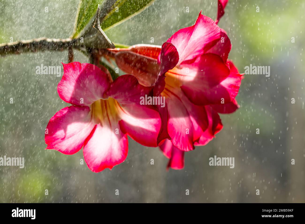 A pink adenium flower (adenium obesum) that is blooming is drenched in drizzling rain, the background of blurry green leaves and mist and soft raindro Stock Photo