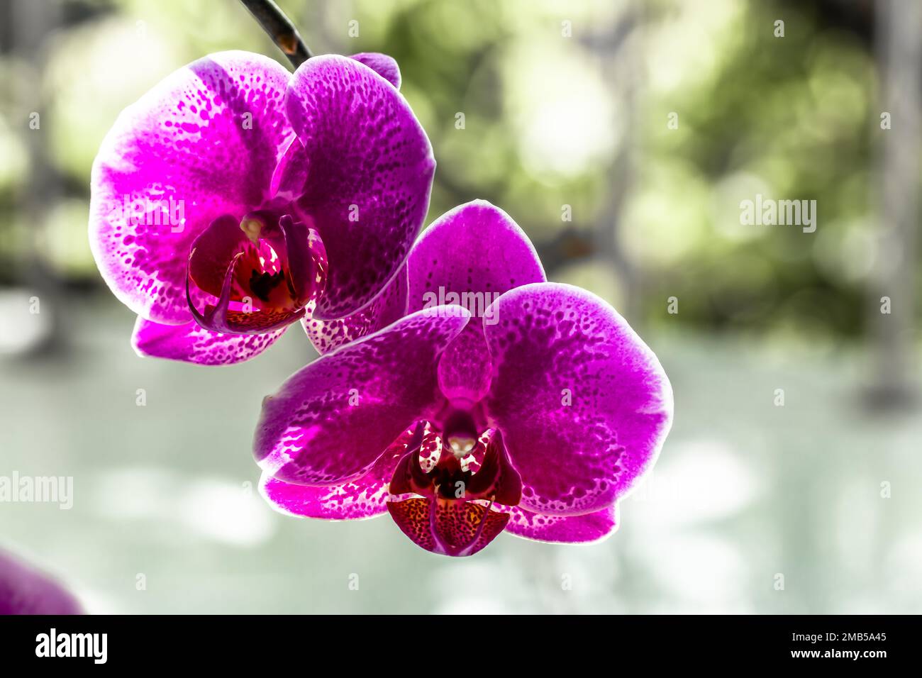 A pink sprig of moon orchid or moth orchid (phalaenopsis amabilis) in bloom, blurred green leaves background and bright sunlight Stock Photo