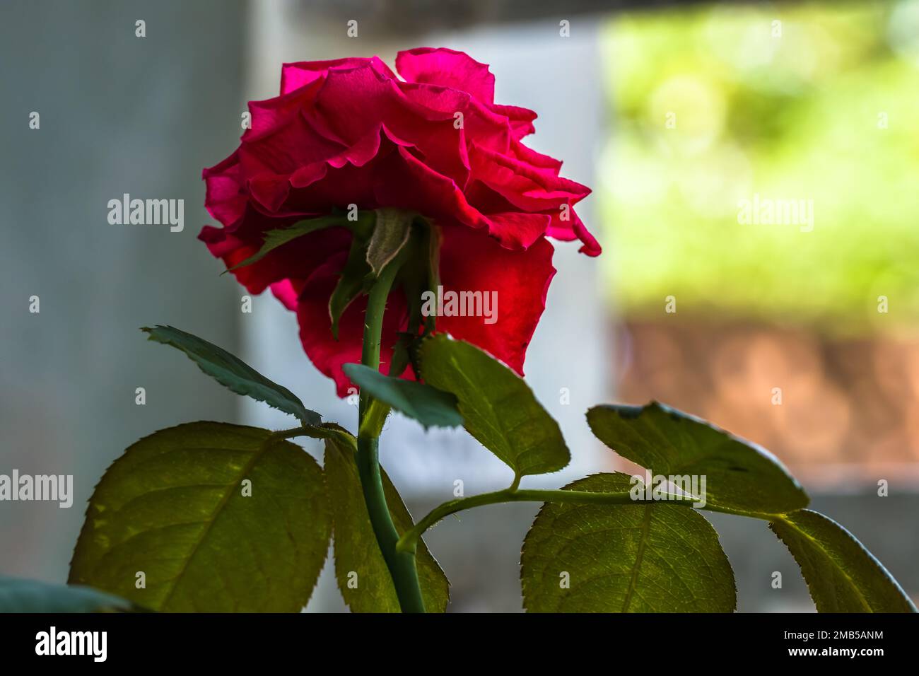Close-up Red rose in a pot on the windowsill, bright light background inflames the spirit. Stock Photo