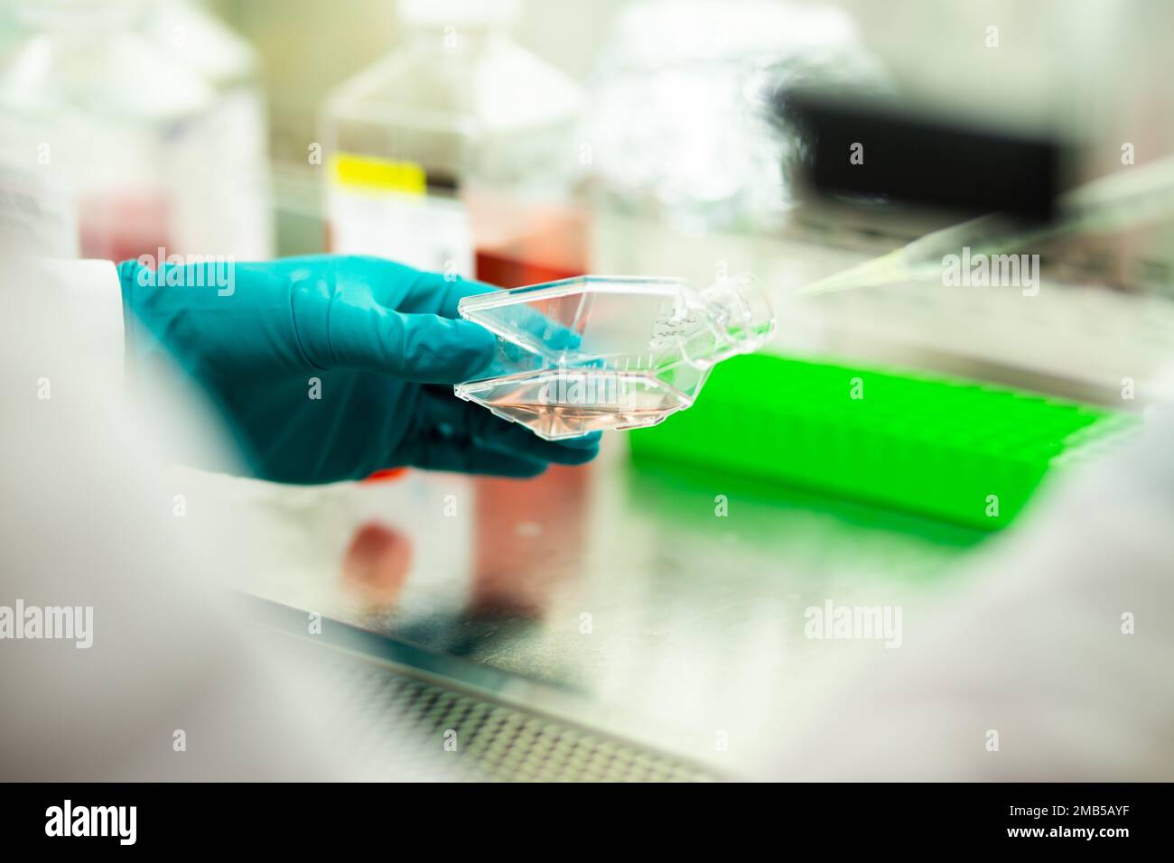 cell culture at the medicine, medical and cell culture laboratory Stock
