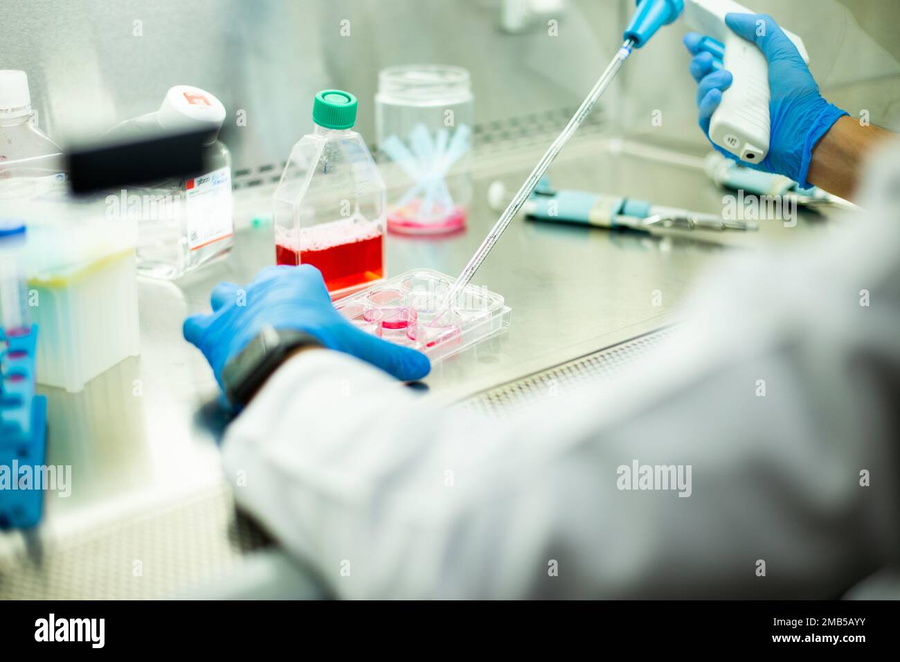 cell culture at the medicine, medical and cell culture laboratory Stock