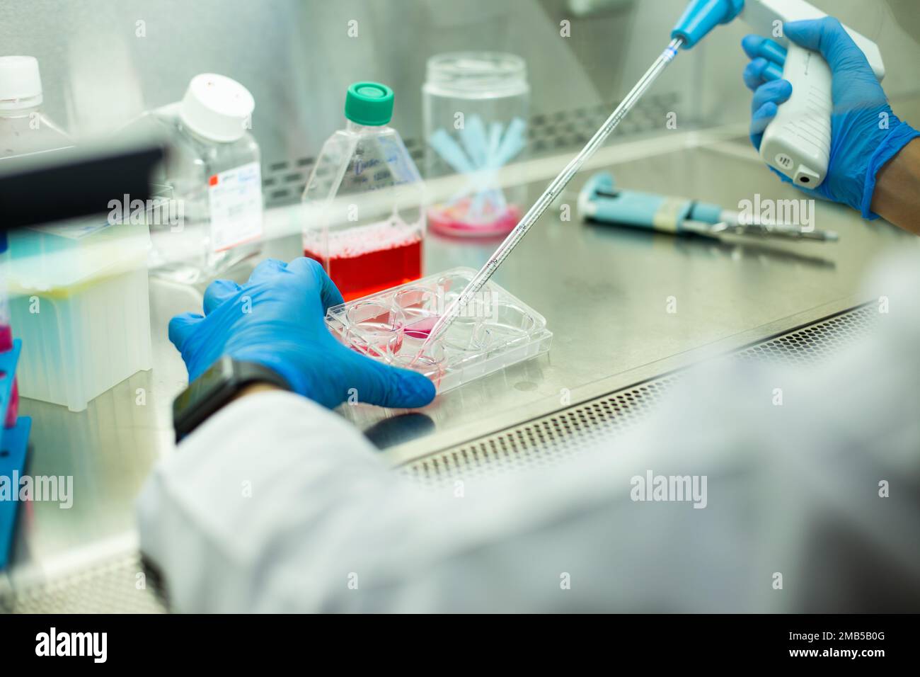 cell culture at the medicine, medical and cell culture laboratory Stock