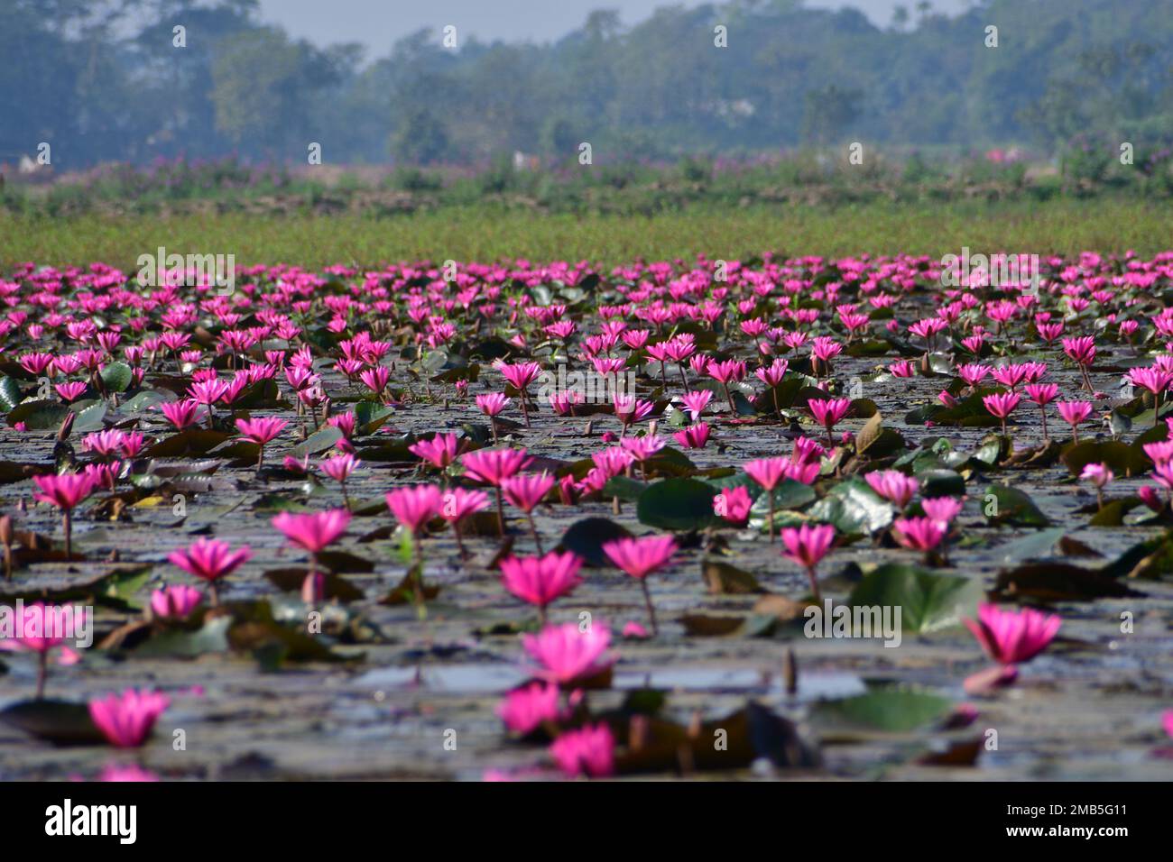 Pink Lily/Lotus blooms in numerous number in Dibir Hawor Bangladesh near Indian Border Stock Photo