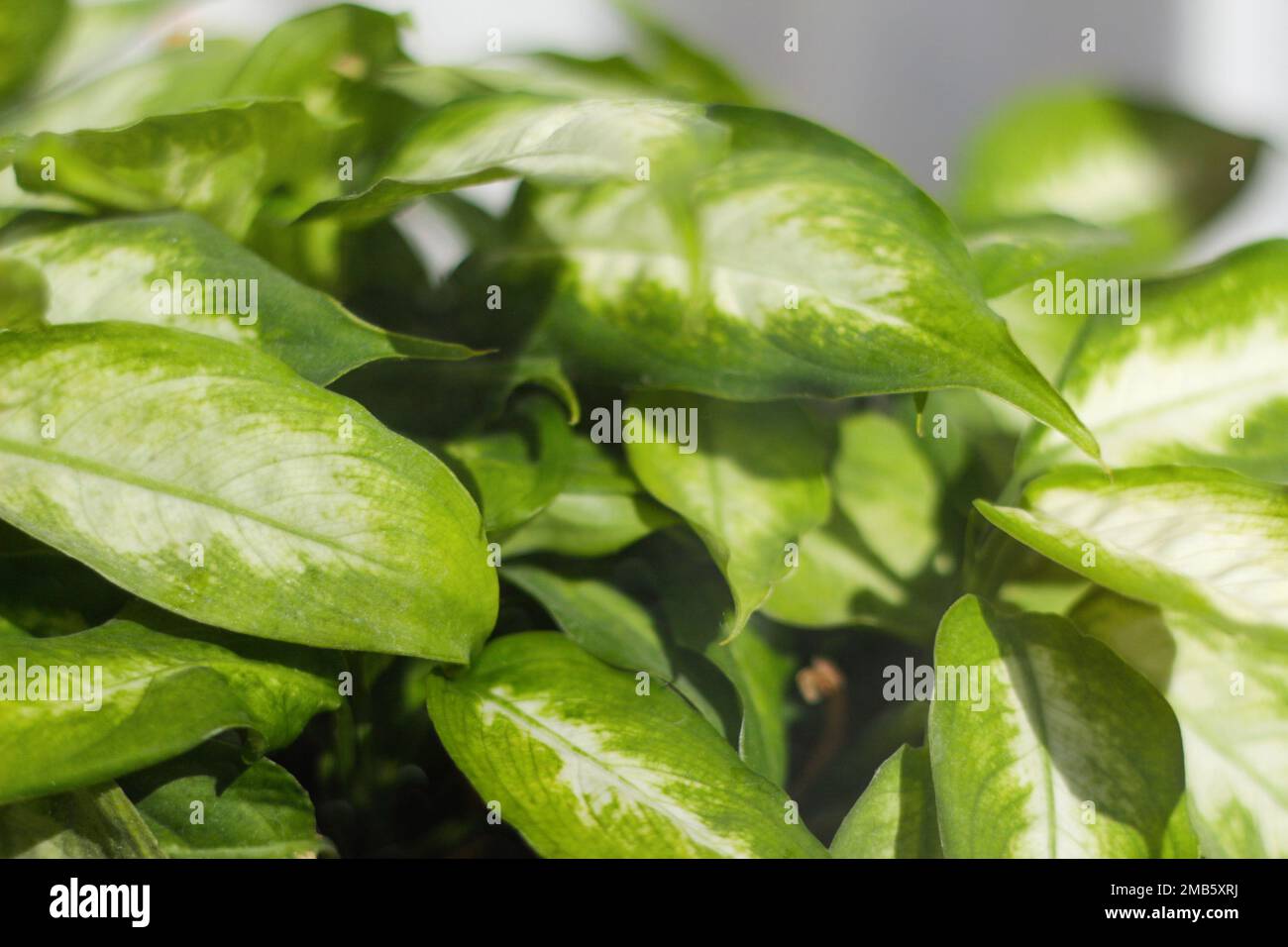 Green plant closeup. Best indoor plants to purify the air in the