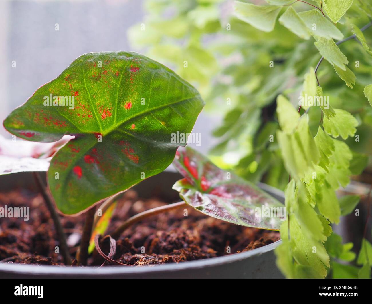 Picture of Close up of green and red Caladium 'Poison Dart Frog' leaf next to ...