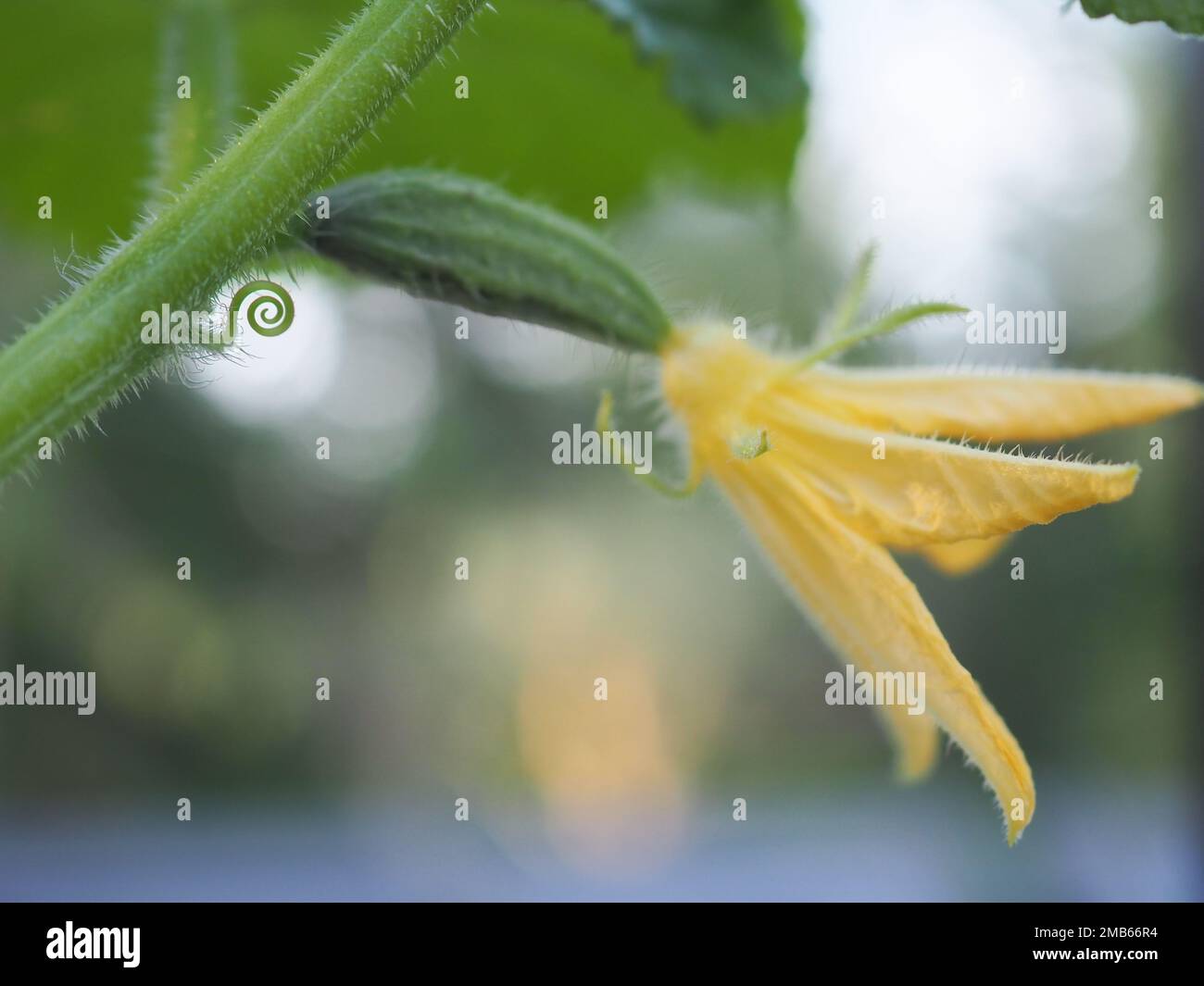 Cucumber baby rocky hires stock photography and images Alamy
