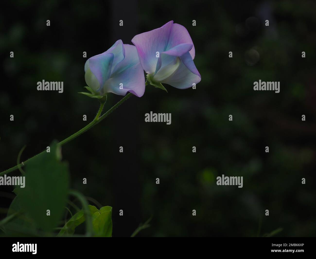 Close up of shifter sweet pea Lathyrus odoratus x belinensis 'Turquoise Lagoon' blue flower against a dark background Stock Photo