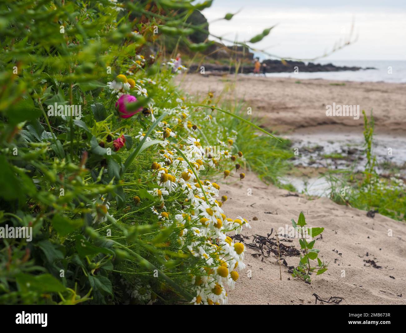 Scottish seaside scene with beach, sea and coastal wildflowers including ox-eye daisies (leucanthemum vulgare) Stock Photo