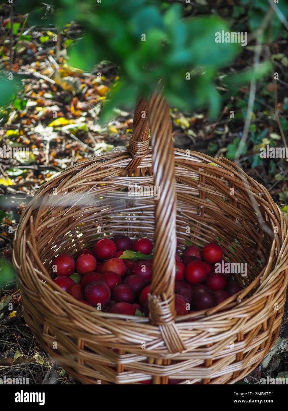 Wicker basket of foraged red cherry plums sitting in the undergrowth of a hedgerow or wood in the British countryside (fruit of Prunus cerasifera) Stock Photo
