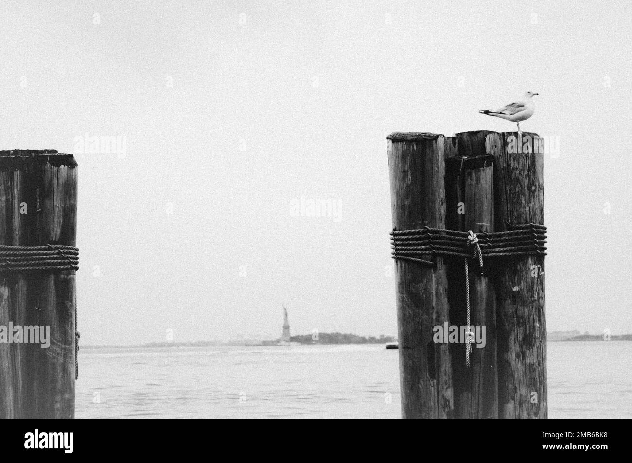 Black and white landscape image of seagull on jetty bollard with Statue of Liberty in the background. Stock Photo