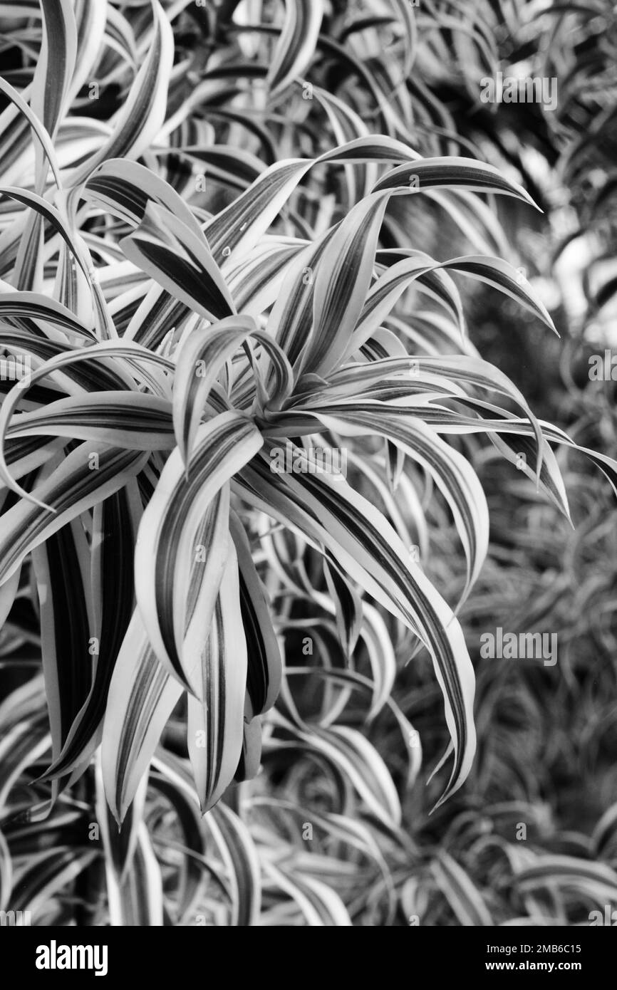 Leafy detail Black and White Stock Photos & Images - Alamy