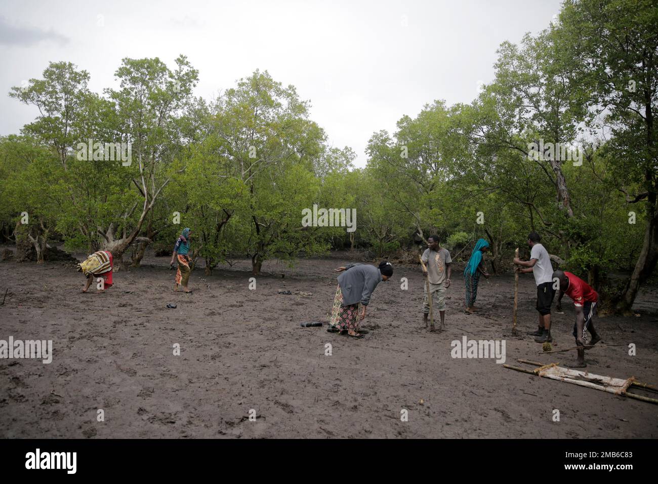 Members of Mikoko Pamoja, Swahili for 'mangroves together', plant
