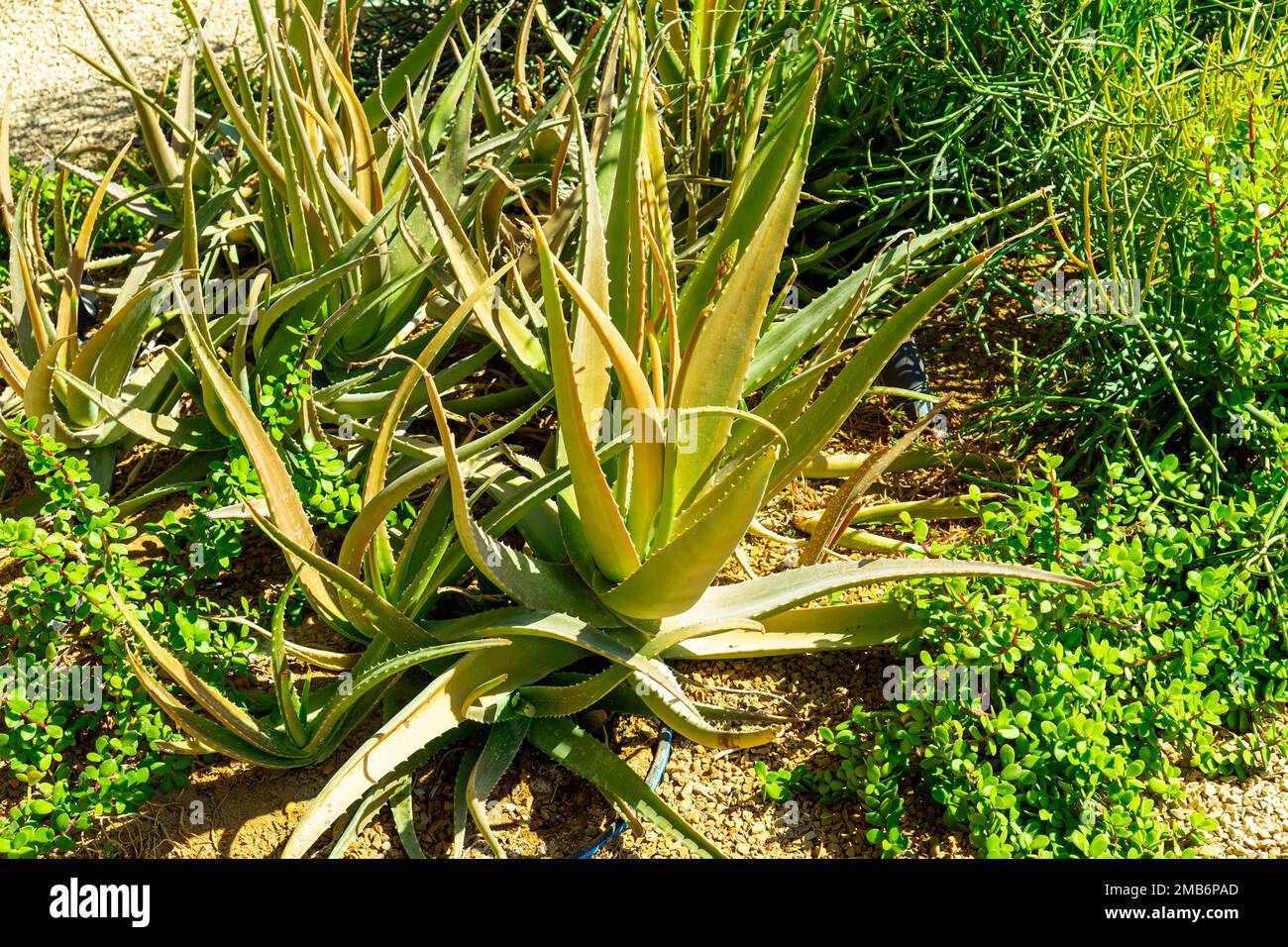 the ornamental plant aloe grows in the soil Stock Photo