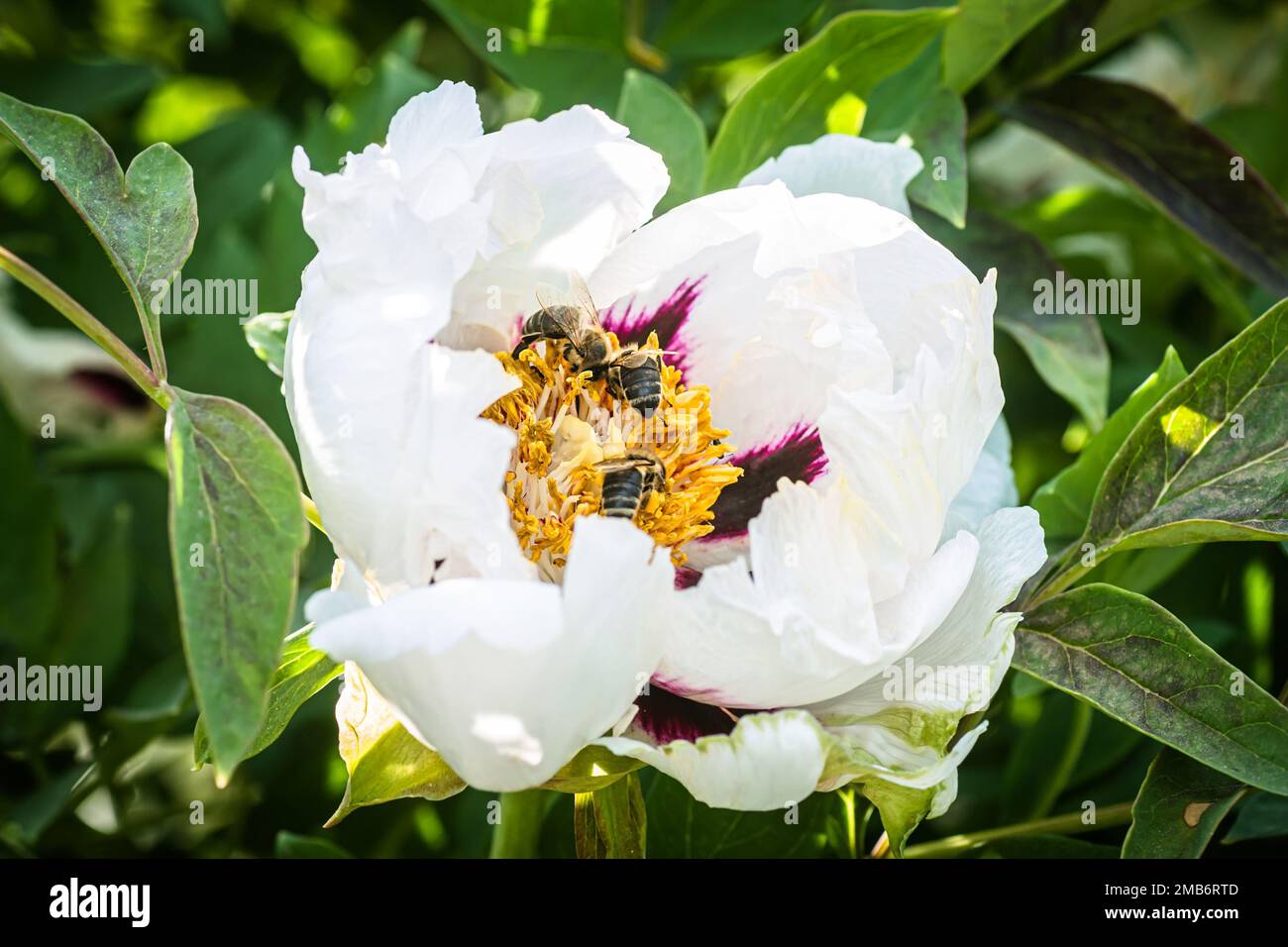 White peony, pion flower close up detail. Honey bee with curd on stained peon stamens. Bees collect pollen from Paeonia suffruticosa, tree peony or Stock Photo