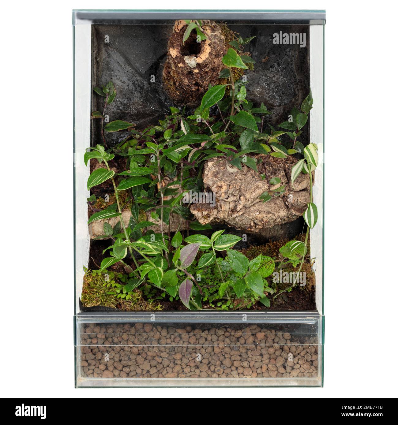Large reptile terrarium with white background, front Stock Photo Alamy