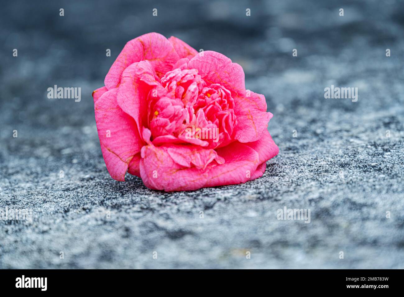 A pink flower resting on a gray concrete Stock Photo