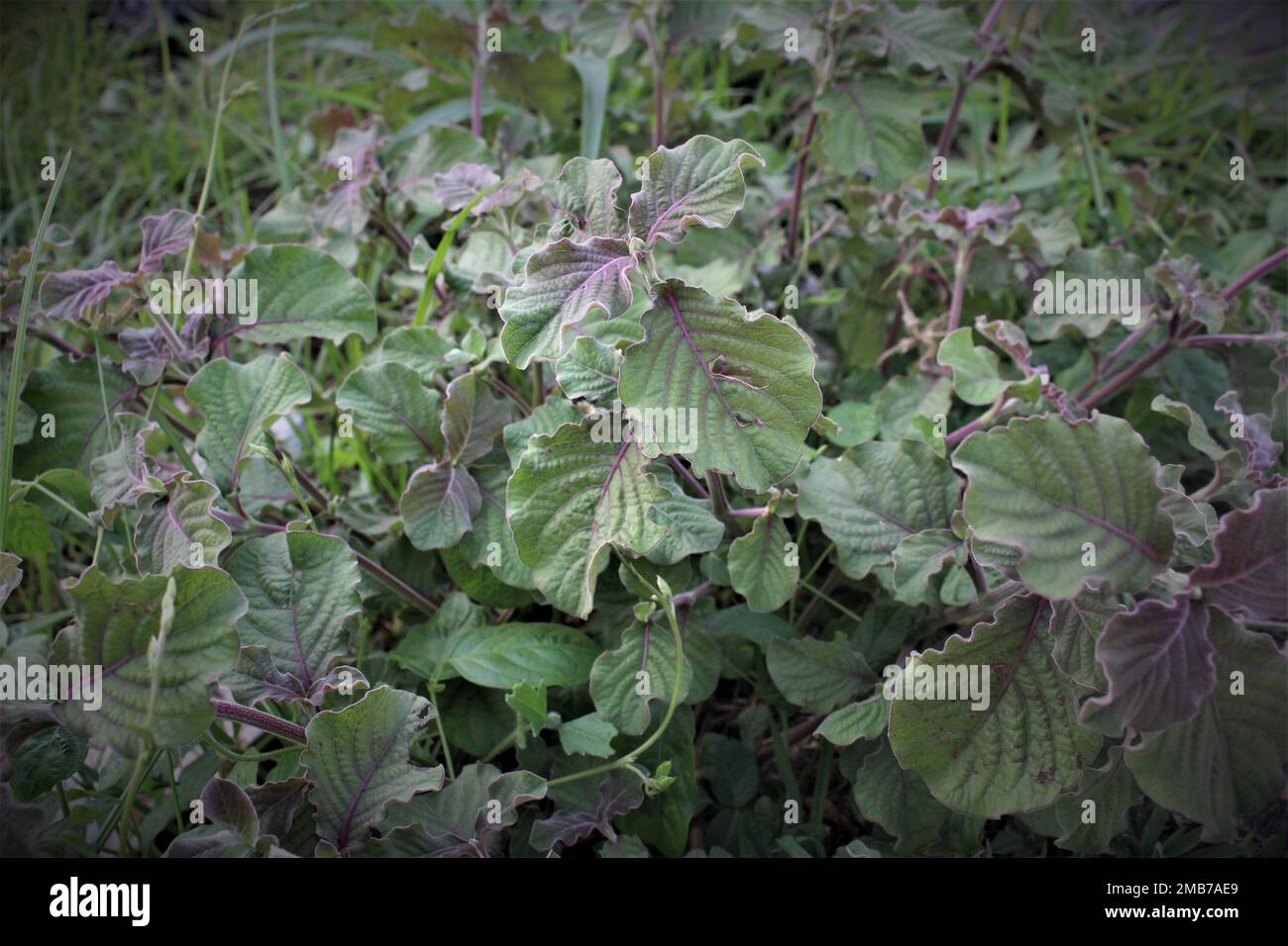 Wild flowers that grow in clusters with weeds are dark green and have a