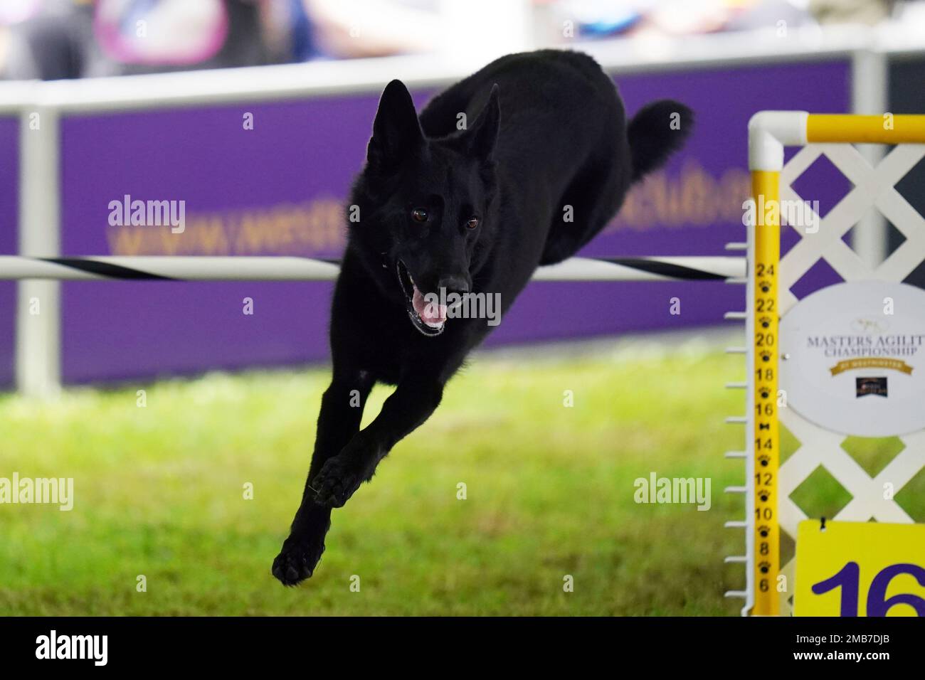 Siri, the German Shepherd Dog, competes in the Masters Agility
