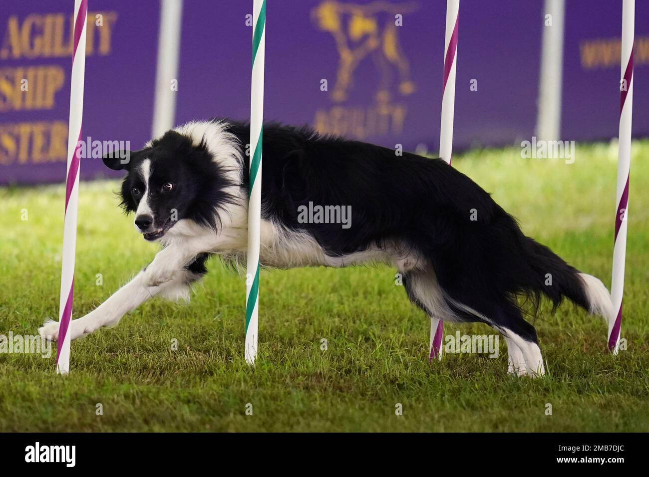 Mac, the Border Collie, competes in the Masters Agility Competition